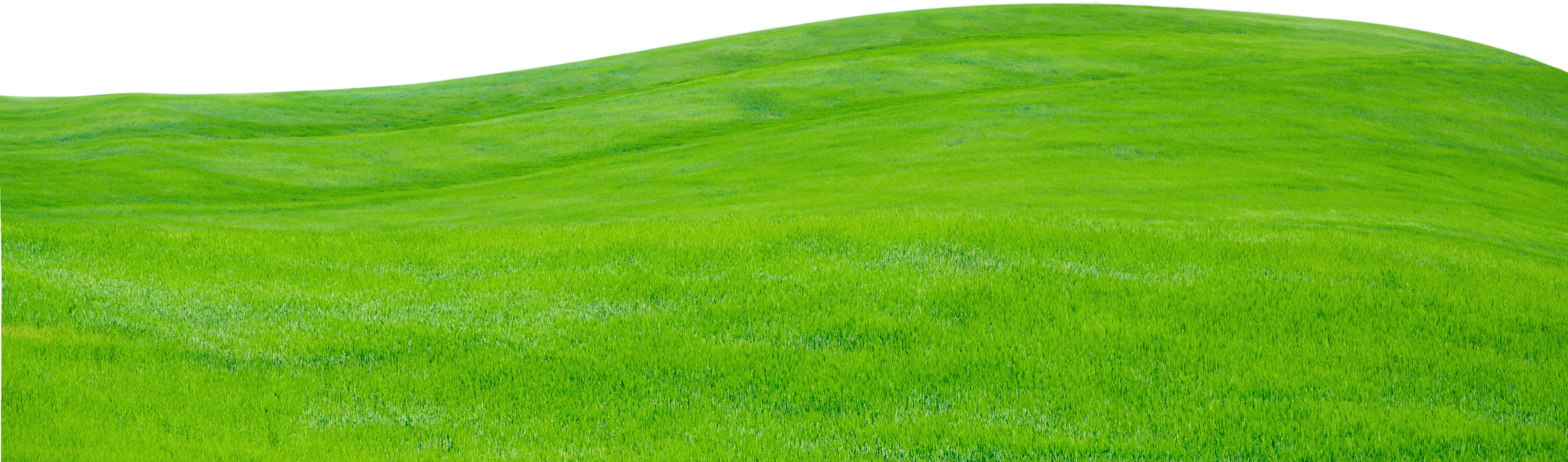 Green Grass Texture 